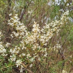 Bursaria spinosa (Native Blackthorn, Sweet Bursaria) at Macarthur, ACT - 19 Jan 2023 by LoisElsiePadgham