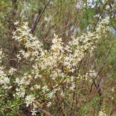 Bursaria spinosa (Native Blackthorn, Sweet Bursaria) at Macarthur, ACT - 19 Jan 2023 by LoisElsiePadgham