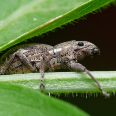 Naupactus cervinus (Fuller's rose weevil) at Downer, ACT - 19 Jan 2023 by RobertD