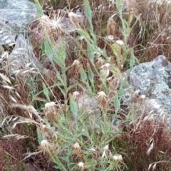 Tragopogon sp. (A Goatsbeard) at Fadden, ACT - 19 Jan 2023 by KumikoCallaway