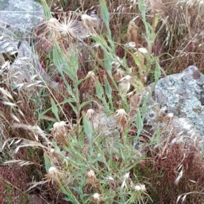 Tragopogon sp. (A Goatsbeard) at Wanniassa Hill - 18 Jan 2023 by KumikoCallaway