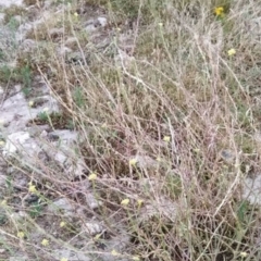 Hirschfeldia incana (Buchan Weed) at Fadden, ACT - 18 Jan 2023 by KumikoCallaway