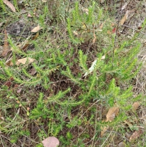 Melichrus urceolatus at Macarthur, ACT - 19 Jan 2023