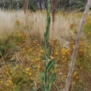 Lactuca serriola at Fadden, ACT - 19 Jan 2023 07:51 AM