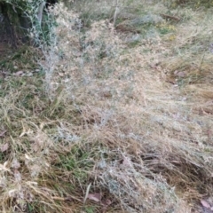 Senecio quadridentatus (Cotton Fireweed) at Wanniassa Hill - 18 Jan 2023 by KumikoCallaway