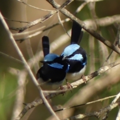 Malurus cyaneus (Superb Fairywren) at Leaver Park - 17 Jan 2023 by Curiosity