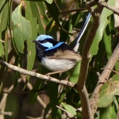 Malurus cyaneus at Bundanoon, NSW - 18 Jan 2023 08:44 AM