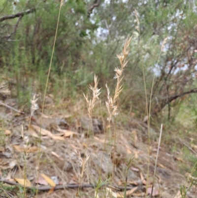 Rytidosperma sp. (Wallaby Grass) at Macarthur, ACT - 19 Jan 2023 by LoisElsiePadgham