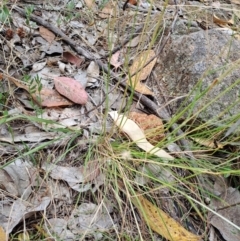 Rytidosperma sp. at Macarthur, ACT - 19 Jan 2023