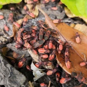 Oncopeltus (Oncopeltus) sordidus at Cook, ACT - 19 Jan 2023 11:59 AM