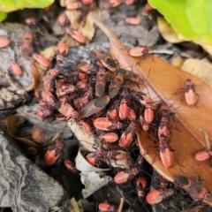 Oncopeltus (Oncopeltus) sordidus (Milk vine bug) at Cook, ACT - 19 Jan 2023 by NathanaelC