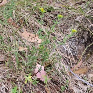 Hypericum perforatum at Macarthur, ACT - 19 Jan 2023 01:52 PM