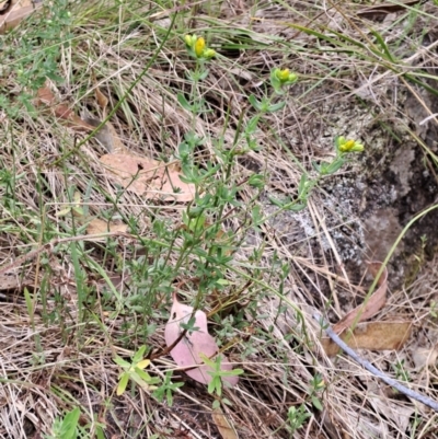 Hypericum perforatum (St John's Wort) at Macarthur, ACT - 19 Jan 2023 by LPadg