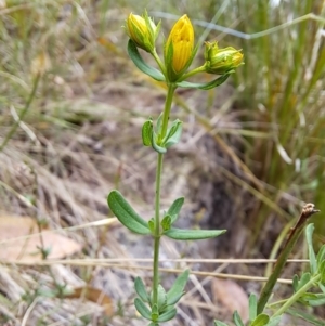 Hypericum perforatum at Macarthur, ACT - 19 Jan 2023 01:52 PM