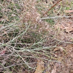 Senecio quadridentatus (Cotton Fireweed) at Wanniassa Hill - 19 Jan 2023 by LoisElsiePadgham