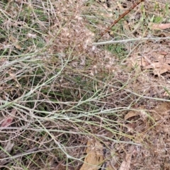 Senecio quadridentatus (Cotton Fireweed) at Macarthur, ACT - 19 Jan 2023 by LPadg