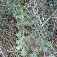 Acaena x ovina (Sheep's Burr) at Macarthur, ACT - 19 Jan 2023 by LPadg