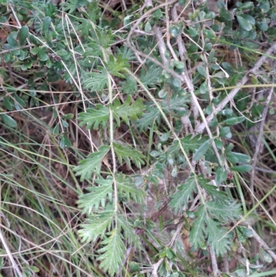 Acaena x ovina (Sheep's Burr) at Wanniassa Hill - 19 Jan 2023 by LoisElsiePadgham