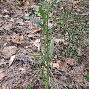 Cynoglossum australe at Macarthur, ACT - 19 Jan 2023