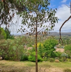 Brachychiton populneus subsp. populneus (Kurrajong) at Macarthur, ACT - 19 Jan 2023 by LPadg