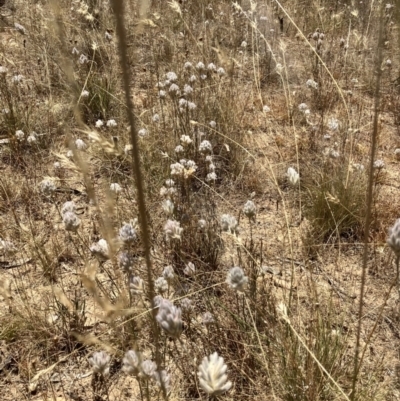 Ptilotus erubescens (Hairy Tails) at Suttons Dam - 10 Jan 2023 by KL