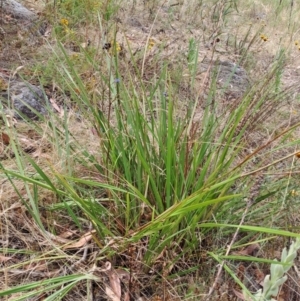 Dianella revoluta var. revoluta at Macarthur, ACT - 19 Jan 2023 02:16 PM