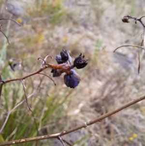 Dianella revoluta var. revoluta at Macarthur, ACT - 19 Jan 2023 02:16 PM