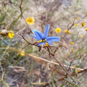 Dianella revoluta var. revoluta at Macarthur, ACT - 19 Jan 2023 02:16 PM