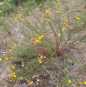 Xerochrysum viscosum at Macarthur, ACT - 19 Jan 2023