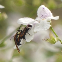 Trichalus sp. (genus) (Net-winged beetle) at Bundanoon, NSW - 18 Jan 2023 by Curiosity