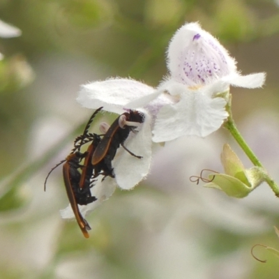 Trichalus sp. (genus) (Net-winged beetle) at Bundanoon, NSW - 17 Jan 2023 by Curiosity