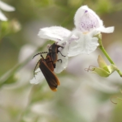 Trichalus sp. (genus) at Bundanoon, NSW - 18 Jan 2023