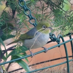 Zosterops lateralis (Silvereye) at Aranda, ACT - 19 Jan 2023 by KMcCue