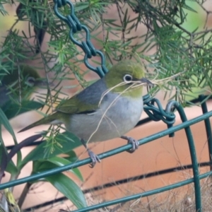 Zosterops lateralis at Aranda, ACT - 19 Jan 2023