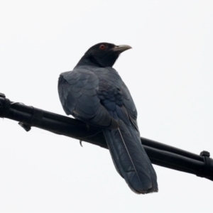 Eudynamys orientalis at Aranda, ACT - 19 Jan 2023