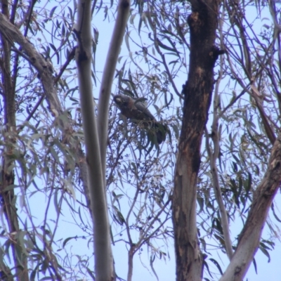 Callocephalon fimbriatum (Gang-gang Cockatoo) at Mount Mugga Mugga - 19 Jan 2023 by MichaelMulvaney