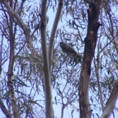 Callocephalon fimbriatum at O'Malley, ACT - suppressed