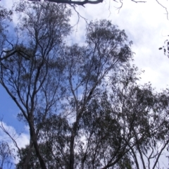 Callocephalon fimbriatum at O'Malley, ACT - suppressed