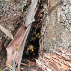 Apis mellifera (European honey bee) at Bundanoon, NSW - 17 Jan 2023 by GlossyGal