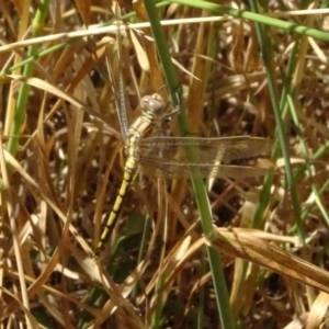 Orthetrum caledonicum at Throsby, ACT - 17 Jan 2023 10:55 AM