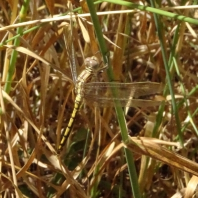 Orthetrum caledonicum (Blue Skimmer) at Mulligans Flat - 16 Jan 2023 by GirtsO