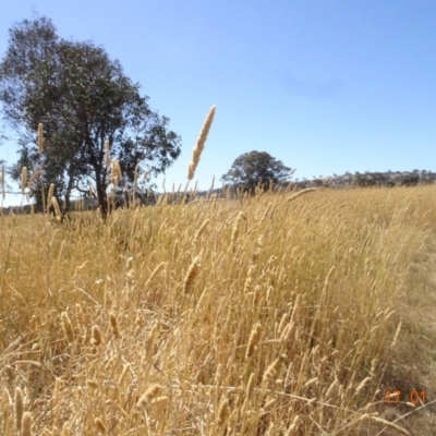 Phalaris aquatica (Phalaris, Australian Canary Grass) at Mulligans Flat - 16 Jan 2023 by GirtsO