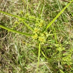 Cyperus eragrostis (Umbrella Sedge) at Mulligans Flat - 17 Jan 2023 by GirtsO