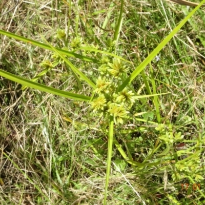 Cyperus eragrostis (Umbrella Sedge) at Throsby, ACT - 17 Jan 2023 by GirtsO