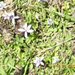 Isotoma fluviatilis subsp. australis (Swamp Isotome) at Throsby, ACT - 17 Jan 2023 by GirtsO