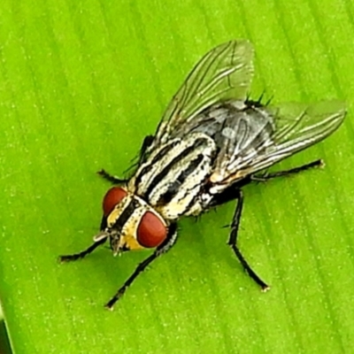 Sarcophaga sp. (genus) (Flesh fly) at Crooked Corner, NSW - 19 Jan 2023 by Milly