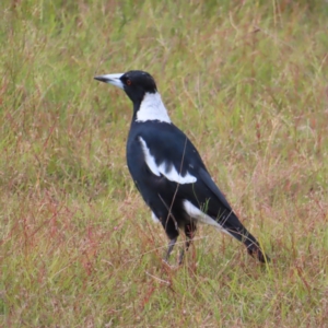 Gymnorhina tibicen at Kambah, ACT - 18 Jan 2023 02:16 PM