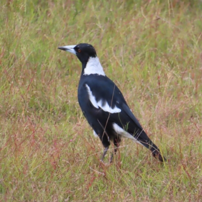 Gymnorhina tibicen (Australian Magpie) at Mount Taylor - 18 Jan 2023 by MatthewFrawley