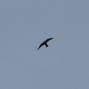 Falco longipennis at Kambah, ACT - 18 Jan 2023