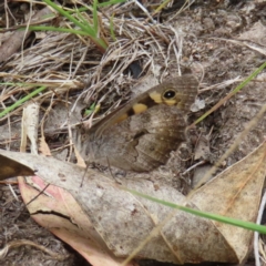 Geitoneura klugii (Marbled Xenica) at Kambah, ACT - 18 Jan 2023 by MatthewFrawley